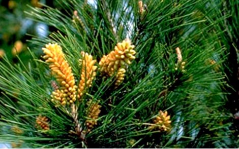 Floração Pinus taeda.