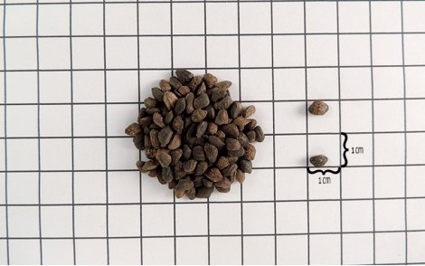 Sementes de Pinus taeda em papel 1cm.