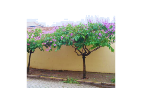 Resedá Gigante no paisagismo urbano