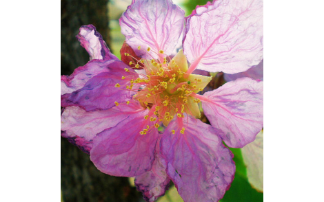 Flor do Resedá Gigante