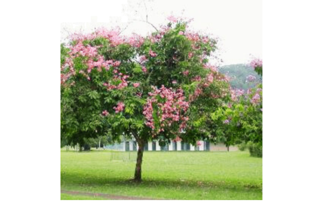 Arvore de Reseda Gigante