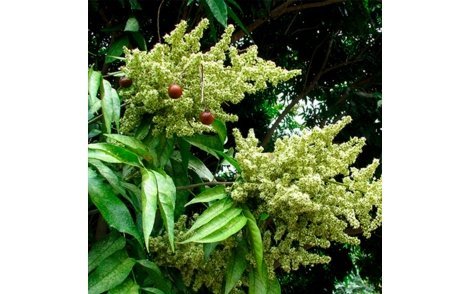 Flores e frutos de Saboneteiro