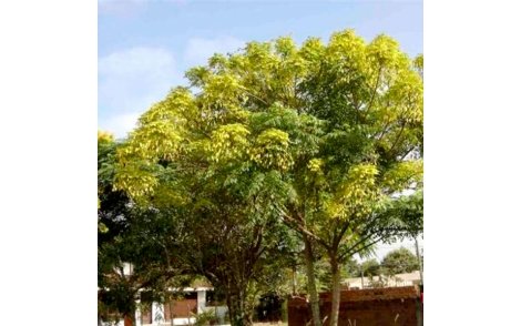 Arvore de Saboneteiro