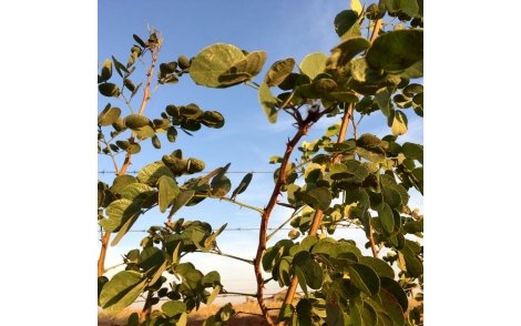 Sansão do campo com 6 meses a campo.