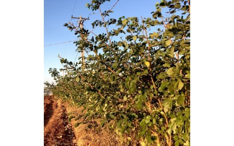 Cerca-viva de Sansão do campo com seis meses formando uma barreira.