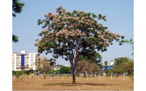 Arvore de Sucupira Branca