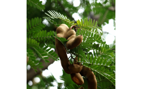 Frutos do Tamarindo na pré colheira