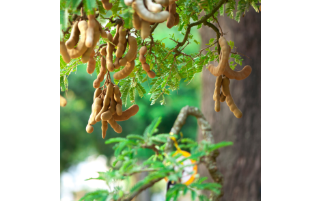 Frutos do Tamarindo em desenvolvimento