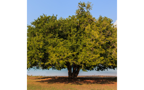 Árvore de Tamarindo adulta