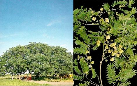 Arvore de Timburi