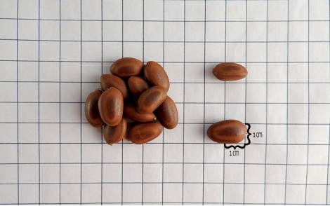 Sementes de Timburi em papel 1cm