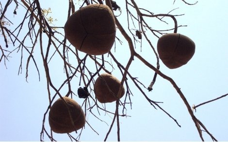 Frutos de Tingui do Cerrado