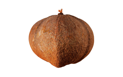 Fruto capsula globosa vista de lado