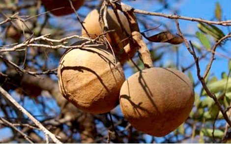 Frutos de Tingui do Cerrado