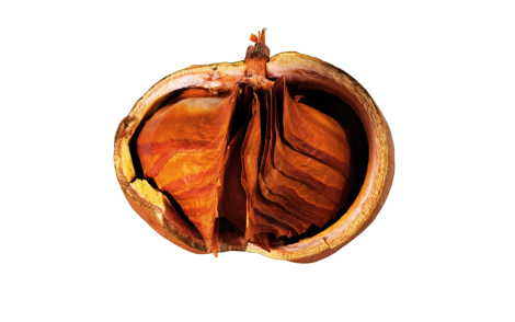 Fruto capsula globosa aberto