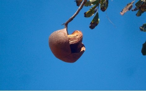 Abertura expontanea do fruto de Tingui do Cerrado
