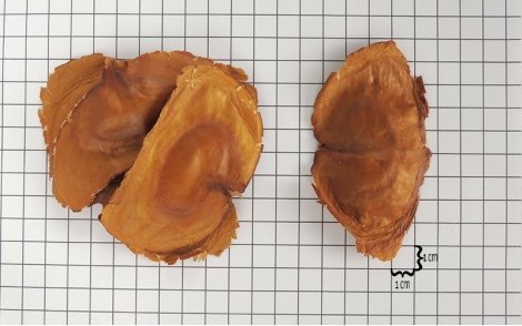 Sementes de Tingui do Cerrado em papel perspectiva 1cm.