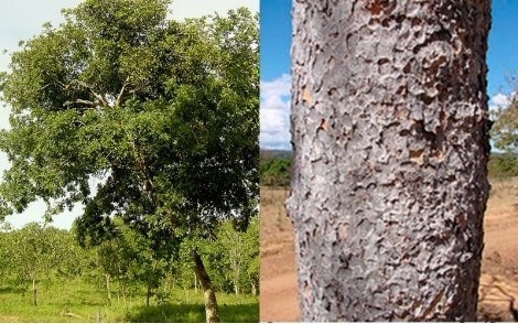 Árvore de Tingui do Cerrado