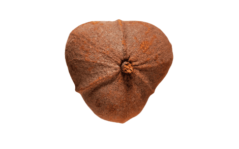 Fruto capsula globosa vista de cima