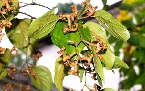 Frutos de Uva Japonesa