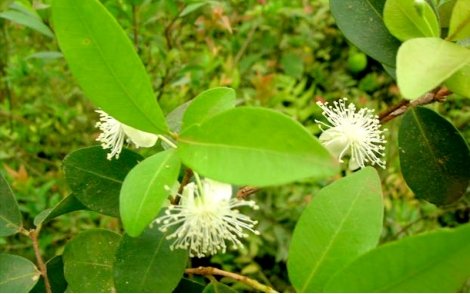 Flores da uvaia.
