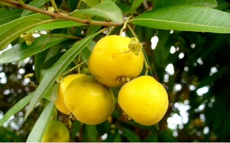 Frutos maduros da uvaia.