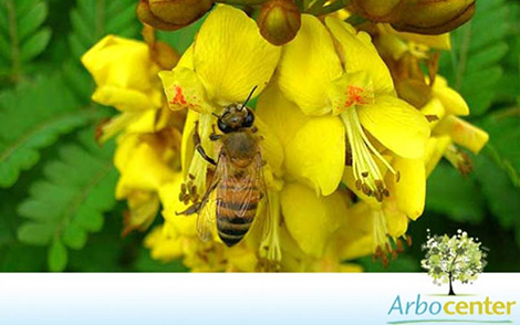 Sementes de Sibipiruna (Caesalpinia peltophoroides)