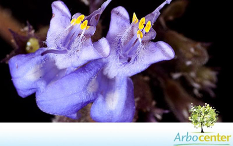 Sementes de Sucupira Preta  (Bowdichia virgilioides)