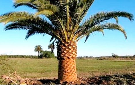 Tamareira das canárias adulta no paisagismo.