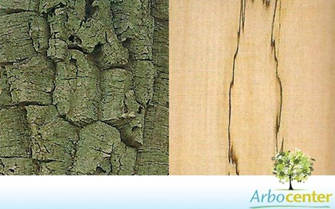 Sementes de Tinge Cuia (Agonandra brasiliensis Miers ex Benth. e Hook. f.)