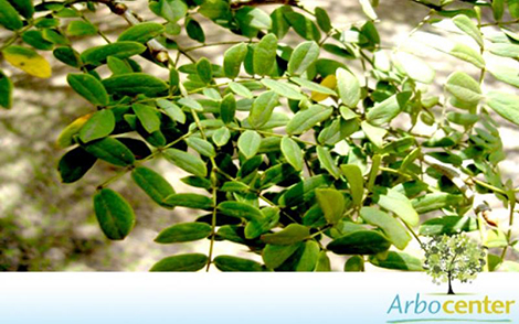 Sementes de Vinhático de Espinho (Chloroleucon tortum (Mart.) Pittier exBarneby e J.W. Grimes)