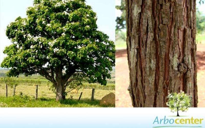 Sementes de Babosa Branca (Cordia superba Cham.) | Sementes Arbocenter