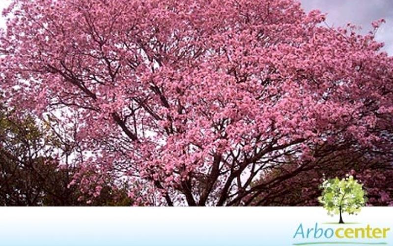 Sementes de Ipê Roxo-Sete-Folhas (Tabebuia heptaphylla (Vell.) Toledo) |  Sementes Arbocenter