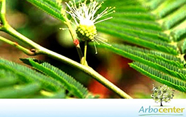 Sementes de Guarucaia - Angico Amarelo