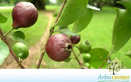 Sementes de Araçá Roxo