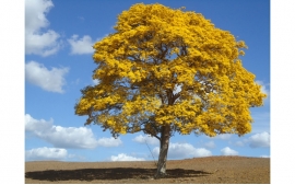 IPÊ AMARELO DA SERRA