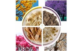 Kit Ornamental Oferta - 4 espécies Ipê Branco, Ipê Roxo de Bola, Ipê Amarelo e Jacarandá Mimoso