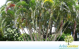 Sementes de Palmeira Areca Bambu