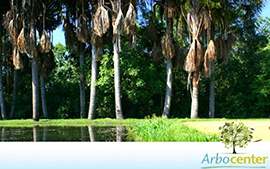 Sementes de Palmeira Buriti 