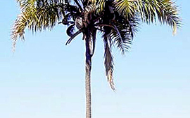 Palmeira Guariroba