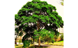 Pau Jucá