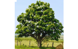 Sementes de Babosa Branca