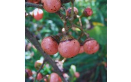 Sementes de Córdia Africana