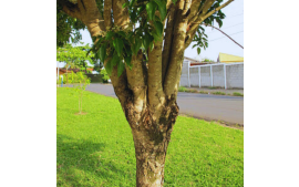 Sementes de Coração de Negro