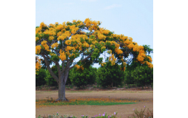 Sementes de Flamboyant Amarelo
