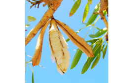 Sementes de Ipê Amarelo do Cerrado