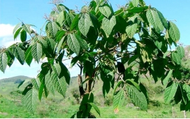 Sementes de Louro tabaco