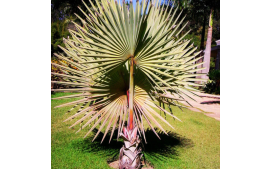 Sementes de Palmeira Sabal de Cuba 