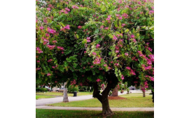 Sementes de Pata de Vaca de Flor Roxa 