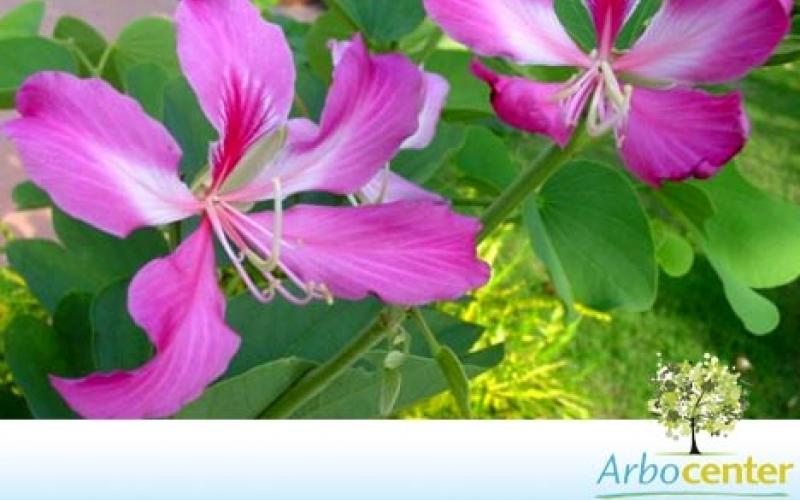 Sementes de Pata de Vaca de Flor Roxa (Bauhinia purpurea L.) | Sementes  Arbocenter